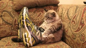 Смешные животные Приколы Смех до слез