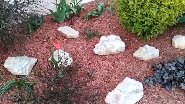 🌳Как украсить клумбу_ Мульча из коры лиственницы!