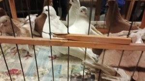 18.01.26. Москва. Ярмарка голубей в ЦСКА.ч.1