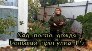 Магия мокрого сада. Большая прогулка после дождя.