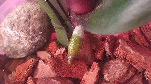 Пересадка орхидей Брауни бабочка и Меджик Арт после наращивания корней во мху. Полив после пересадки