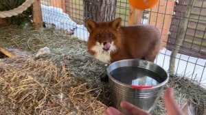 Лиса-Алиса. Невиданное угощение для Игниса