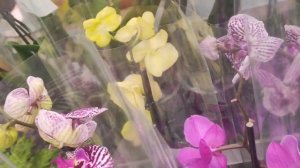 VLOG море цветов в Лемана- про. Заехали за ящиками для редиса на подоконнике. Купили семена-Посадили