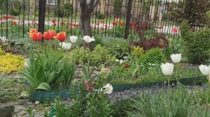 Красавица весна 2025г!