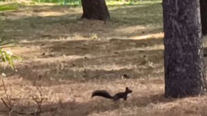 АБХАЗИЯ. ПРОГУЛКА ПО ПАРКУ. ЧЁРНАЯ БЕЛОЧКА