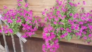 Петуния Фиалковая Дикая - Wild Violet Petunia