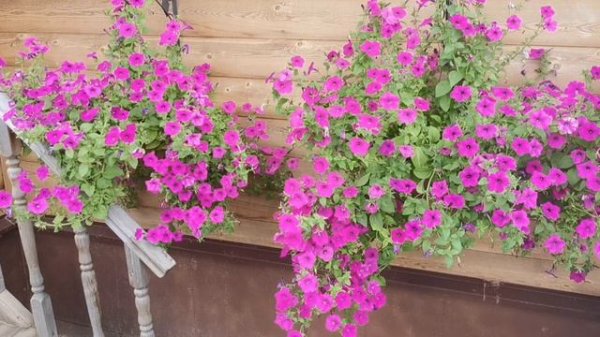 Петуния Фиалковая Дикая - Wild Violet Petunia