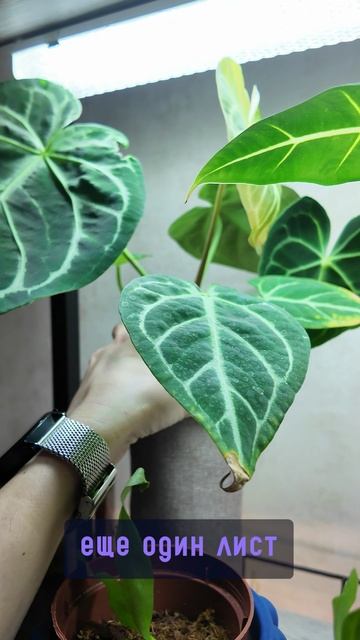 Молоденькие листья у антуриумов 💚😍 #комнатныерастения #антуриум #антуриумкларинервиум