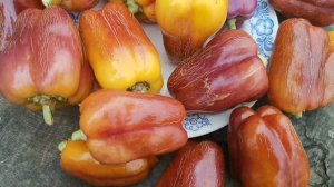 Перец Германская Виолончель - Violgo Pepper