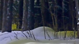 2026/2/08: Лось-5-летка на "проспектной" дорожке зоны отдыха "Лесная" воскресным вечером