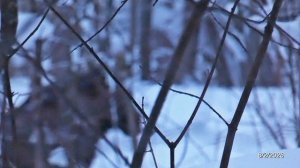 2026/2/08: Лось-5-летка идёт по тропинке в котловане в направлении Зелёного пляжа Лесного пруда