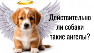 Способны ли собаки на предательство?