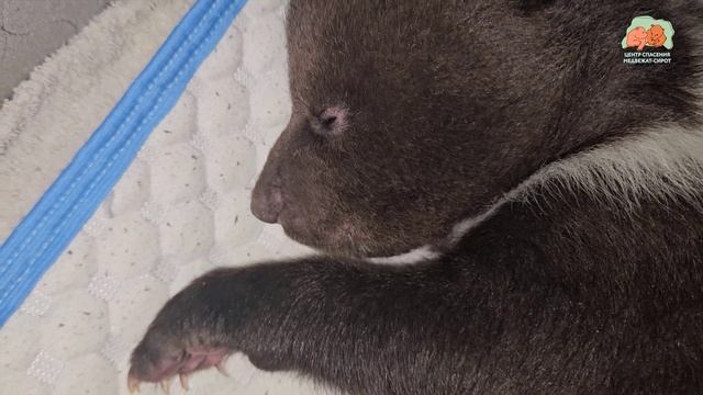 Расселение медвежьего народа смотреть онлайн