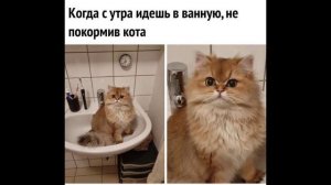 ПОДБОРКА МЕМОВ 2026 #18