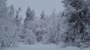 Зимние морозные прелести