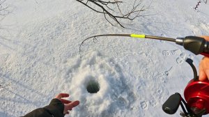 Зимняя рыбалка. На виб, блесну.. балансир БЬЁТ ХИЩНАЯ РЫБА в Подводном лесу!