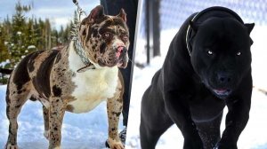 5 САМЫХ СМЕРТОНОСНЫХ ПОРОД СОБАК