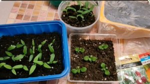 Петуния. Перец. Земляника.Что взошло, что нет...