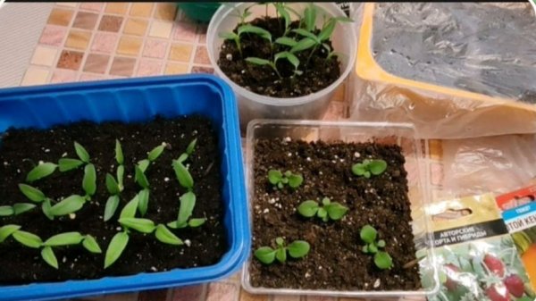 Петуния. Перец. Земляника.Что взошло, что нет...