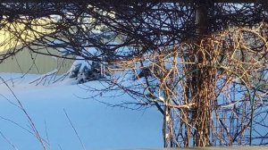 Снежная зима. Snowy winter