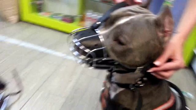 Выбор намордника. Как правильно выбрать намордник?