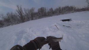 Рыбалка ЗИМОЙ на ХАРИУСА из ПОд ЛЬДА/ Разбурили ЯМУ ...А там Хариуса полно!!!