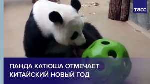 Панда Катюша отмечает китайский Новый год