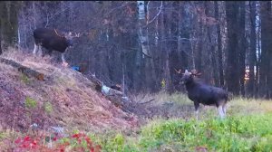 2025/10/28: Лоси у погребов на улице Ленина в вечерних сумерках в час-пик (люди едут мимо с работы)