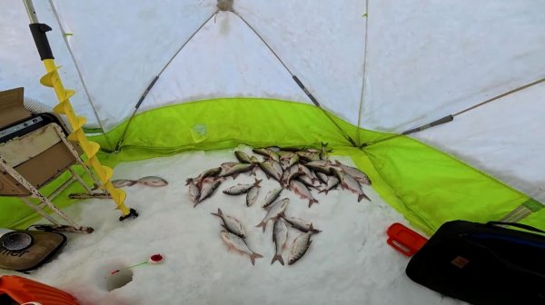 Ловля живца на клëвом месте.