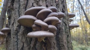 ПАУТИННИК ТРИУМФАЛЬНЫЙ В ЗОЛОТОМ ЛЕСУ  ! ВЕШЕНКА И ЗИМНИЕ ОПЯТА  !