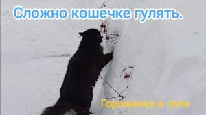 Сложно кошечке гулять.