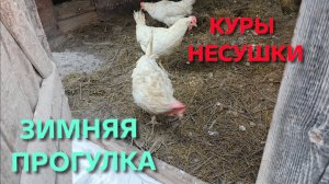В какую погоду можно выпускать кур зимой на улицу Первая зимняя прогулка для кур-несушек