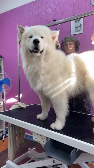 Поющий самоед. Груминг в г. Елабуга