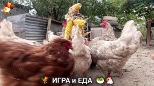 Кормление кур овощами и фруктами для зарядки и от скуки 🥗🐓🤗  (60)
