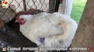 Цыплята и Курочки селяночки лучшие беспородные несушки 🥚 (442)