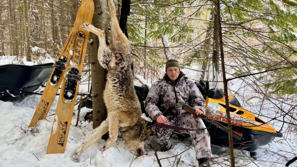 ДОБЫЛИ ОГРОМНОГО ВОЛКА. ПРОВЕРЯЕМ ТЫЧКИ НА НАЛИМА. ЕСТЬ ПОКЛЕВКИ.