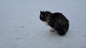 🔥Прилетели свиристели, ждём метели! ✖️ 😨 Енот прыгнул, Клёпа хвост трубой, все заняты делом.