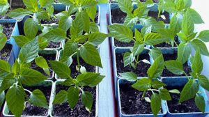Идеальная подкормка для рассады: готовим раствор биогумуса