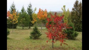 Свою отчизну защитим