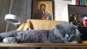 Спонсорам приюта КотоВасия -67