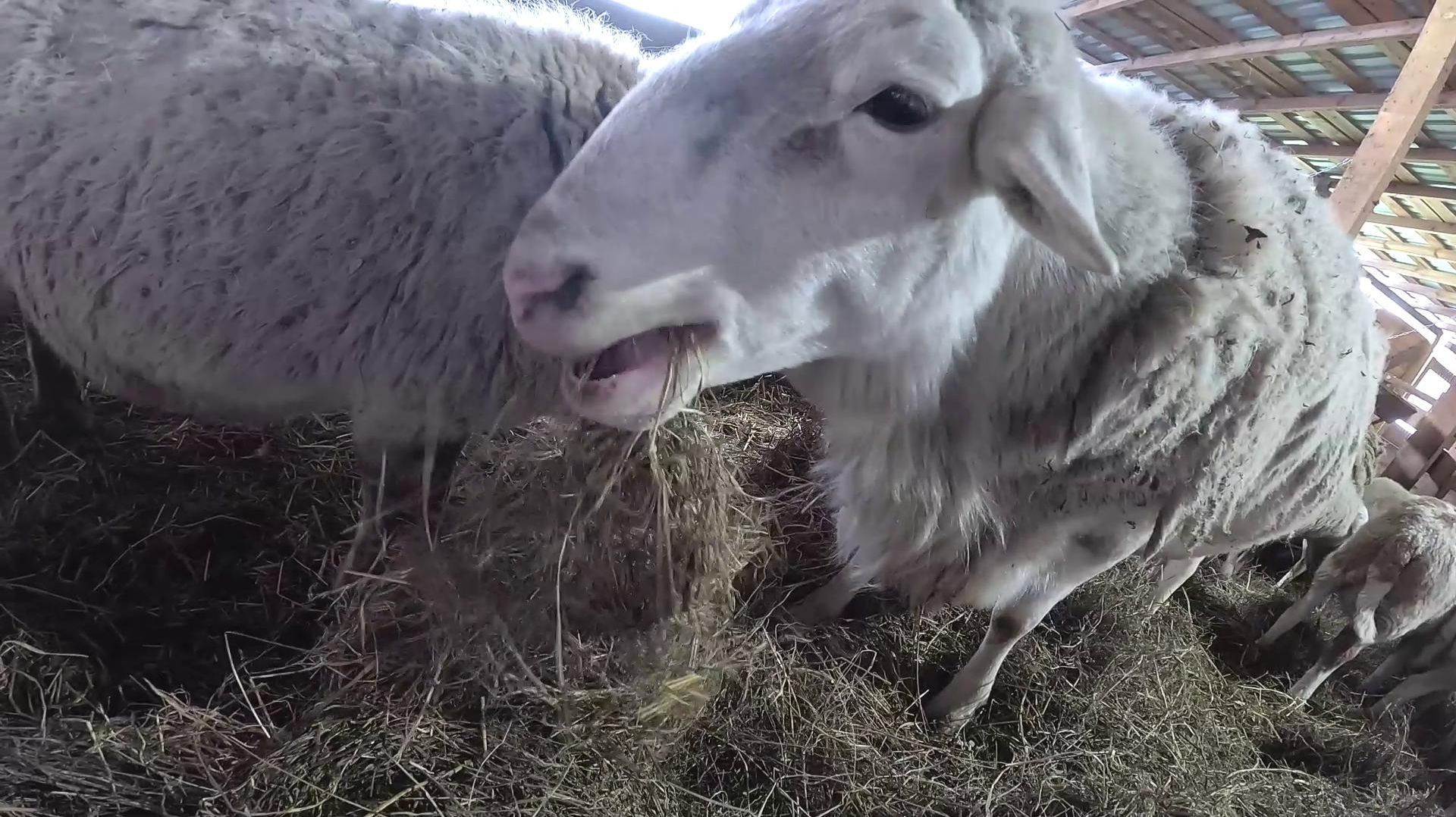 Хутор завалило ! Крыши гнутся ! ХУТОР В ЛЕСУ №981 смотреть онлайн