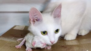 Первый день после рождения Микки. Новорожденный котенок зовет свою маму-кошку.