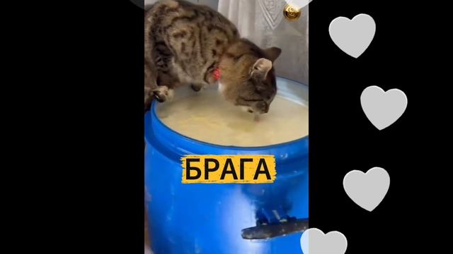 Кот в запое 