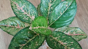 Комнатные растения🌿❤️ Черенкую аглаонемы и не только...