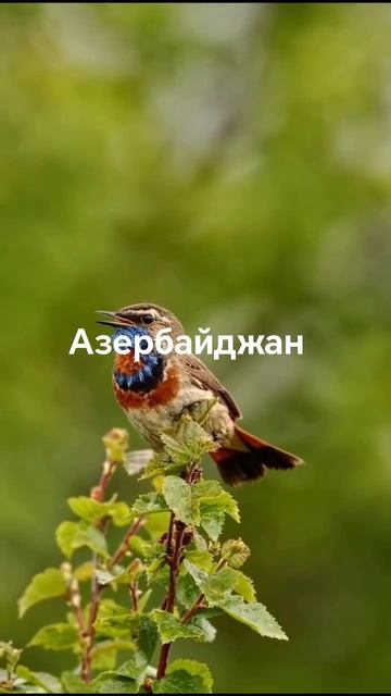 Азербайджан