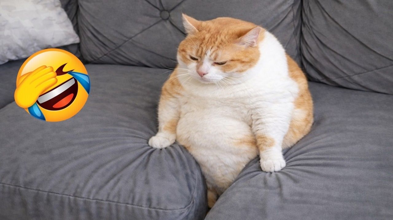 СМЕШНЫЕ КОТЫ 2026 ЛУЧШИЕ ПРИКОЛЫ С КОТАМИ, КОШКИ, ЖИВОТНЫЕ, СМЕШНОЕ ВИДЕО смотреть онлайн