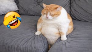 СМЕШНЫЕ КОТЫ 2026 ЛУЧШИЕ ПРИКОЛЫ С КОТАМИ, КОШКИ, ЖИВОТНЫЕ, СМЕШНОЕ ВИДЕО