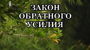 ЗАКОН ОБРАТНОГО УСИЛИЯ: ЧЕМ БОЛЬШЕ СТАРАЕТЕСЬ, ТЕМ МЕНЬШЕ ПОЛУЧИТЕ! Остановись, и все придет само...
