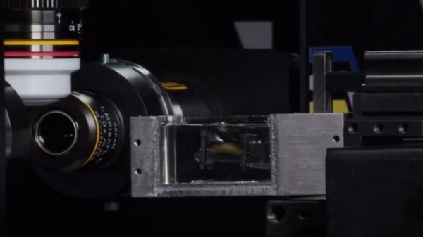 5 простых шагов для начала работы со светолистовым микроскопом Alpha3 от Phaseview