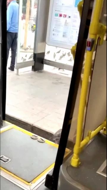 Голубь ездит на автобусе по городу